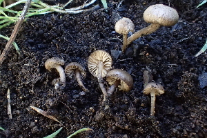  ( - HAY-F-002794)  @11 [ ] by-nc (2023) Damon Tighe Fungal Diversity Survey