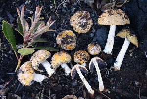  ( - HAY-F-002770)  @11 [ ] by-nc (2023) Damon Tighe Fungal Diversity Survey