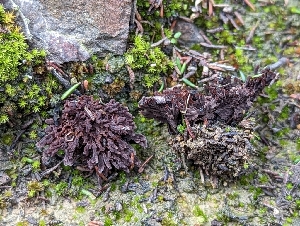  ( - HAY-F-002116)  @11 [ ] by-nc (2023) Stu Pickell Fungal Diversity Survey