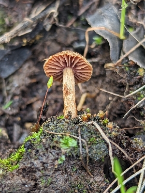  ( - HAY-F-002117)  @11 [ ] by-nc (2023) Stu Pickell Fungal Diversity Survey