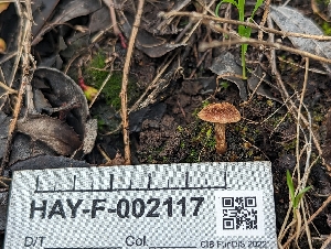  ( - HAY-F-002117)  @11 [ ] by-nc (2023) Stu Pickell Fungal Diversity Survey