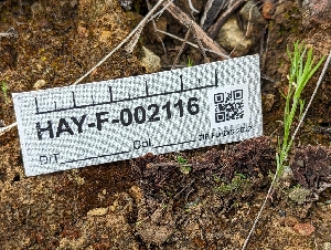  ( - HAY-F-002116)  @11 [ ] by-nc (2023) Stu Pickell Fungal Diversity Survey