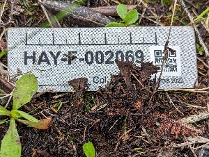  ( - HAY-F-002069)  @11 [ ] by-nc (2023) Stu Pickell Fungal Diversity Survey