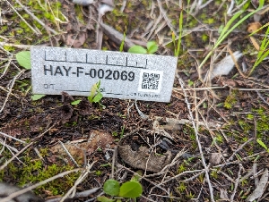  ( - HAY-F-002069)  @11 [ ] by-nc (2023) Stu Pickell Fungal Diversity Survey
