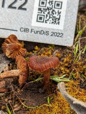  ( - HAY-F-002122)  @11 [ ] by-nc (2023) Stu Pickell Fungal Diversity Survey
