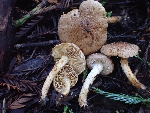  ( - HAY-F-001809)  @11 [ ] by-nc (2023) Sadie Hickey Fungal Diversity Survey