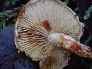  ( - HAY-F-001809)  @11 [ ] by-nc (2023) Sadie Hickey Fungal Diversity Survey