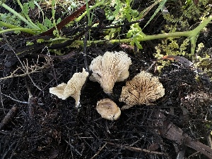  (Lulesia sp. CA01 - HAY-F-002601)  @11 [ ] c (2023) Rudy Diaz Fungal Diversity Survey