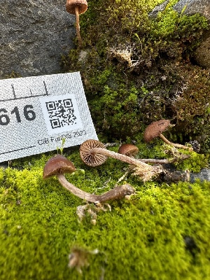  ( - HAY-F-002616)  @11 [ ] c (2023) Rudy Diaz Fungal Diversity Survey