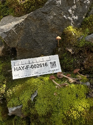  ( - HAY-F-002616)  @11 [ ] c (2023) Rudy Diaz Fungal Diversity Survey