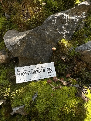  ( - HAY-F-002616)  @11 [ ] c (2023) Rudy Diaz Fungal Diversity Survey