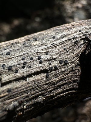  ( - HAY-F-002607)  @11 [ ] c (2023) Rudy Diaz Fungal Diversity Survey