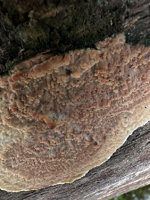  (Quasiphlebia - HAY-F-002610)  @11 [ ] c (2023) Rudy Diaz Fungal Diversity Survey