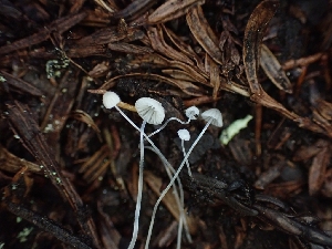  (Mycena sp. CA09 - HAY-F-001916)  @11 [ ] by-nc (2023) Sadie Hickey Fungal Diversity Survey