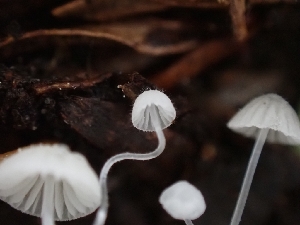  ( - HAY-F-001916)  @11 [ ] by-nc (2023) Sadie Hickey Fungal Diversity Survey