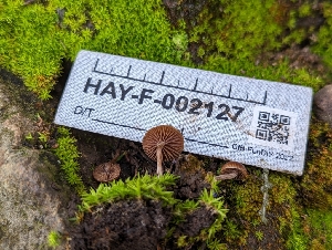  ( - HAY-F-002127)  @11 [ ] by-nc (2023) Stu Pickell Fungal Diversity Survey