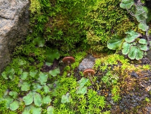  ( - HAY-F-002127)  @11 [ ] by-nc (2023) Stu Pickell Fungal Diversity Survey