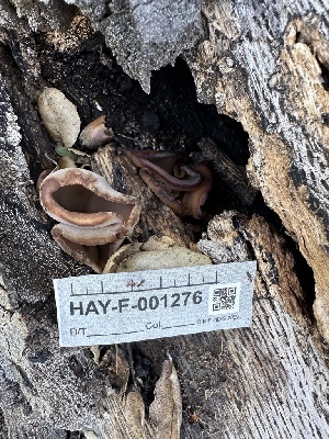  ( - HAY-F-001276)  @11 [ ] by-nc (2023) Aaron Tupac Fungal Diversity Survey