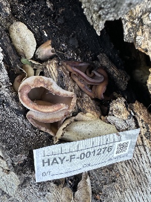  ( - HAY-F-001276)  @11 [ ] by-nc (2023) Aaron Tupac Fungal Diversity Survey