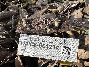  ( - HAY-F-001234)  @11 [ ] by-nc (2023) Aaron Tupac Fungal Diversity Survey