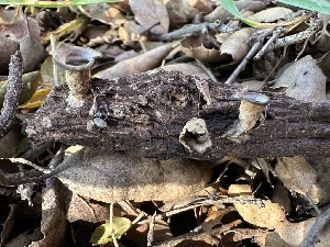  ( - HAY-F-001234)  @11 [ ] by-nc (2023) Aaron Tupac Fungal Diversity Survey