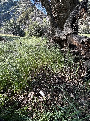  ( - HAY-F-001234)  @11 [ ] by-nc (2023) Aaron Tupac Fungal Diversity Survey