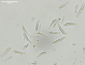  ( - HAY-F-002607)  @11 [ ] c (2023) Rudy Diaz Fungal Diversity Survey