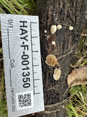  ( - HAY-F-001350)  @11 [ ] by-nc (2023) Aaron Tupac Fungal Diversity Survey