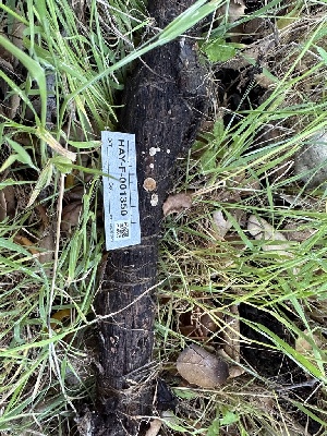 ( - HAY-F-001350)  @11 [ ] by-nc (2023) Aaron Tupac Fungal Diversity Survey