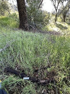  ( - HAY-F-001350)  @11 [ ] by-nc (2023) Aaron Tupac Fungal Diversity Survey