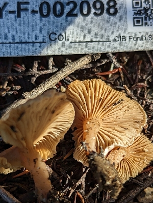  ( - HAY-F-002098)  @11 [ ] by-nc (2023) Stu Pickell Fungal Diversity Survey