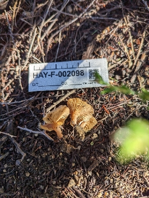  ( - HAY-F-002098)  @11 [ ] by-nc (2023) Stu Pickell Fungal Diversity Survey