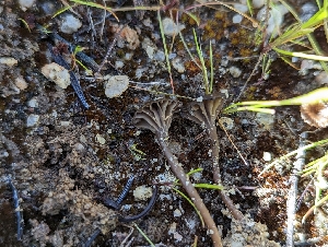  (Arrhenia sp. CA07 - HAY-F-002103)  @11 [ ] by-nc (2023) Stu Pickell Fungal Diversity Survey
