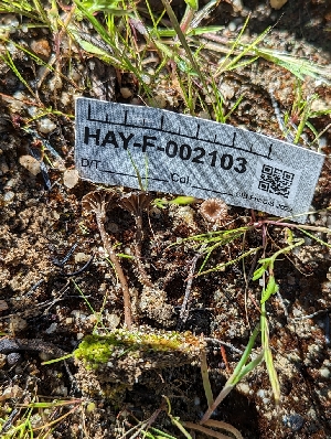  ( - HAY-F-002103)  @11 [ ] by-nc (2023) Stu Pickell Fungal Diversity Survey