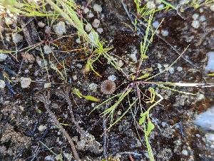 ( - HAY-F-002103)  @11 [ ] by-nc (2023) Stu Pickell Fungal Diversity Survey