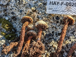  (Tulostoma sp. CA03 - HAY-F-002093)  @11 [ ] by-nc (2023) Stu Pickell Fungal Diversity Survey