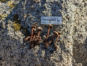  ( - HAY-F-002093)  @11 [ ] by-nc (2023) Stu Pickell Fungal Diversity Survey