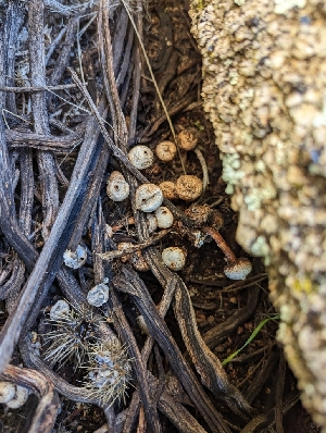  ( - HAY-F-002093)  @11 [ ] by-nc (2023) Stu Pickell Fungal Diversity Survey