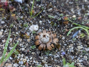  (Geastrum sp. kotlabae-CA01 - HAY-F-002092)  @11 [ ] by-nc (2023) Stu Pickell Fungal Diversity Survey