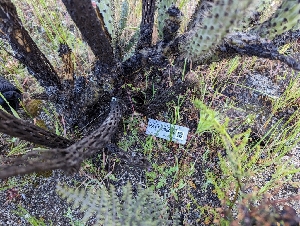 ( - HAY-F-002092)  @11 [ ] by-nc (2023) Stu Pickell Fungal Diversity Survey
