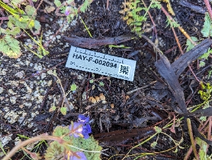  ( - HAY-F-002094)  @11 [ ] by-nc (2023) Stu Pickell Fungal Diversity Survey