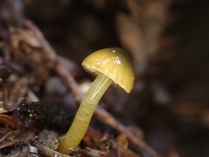  ( - HAY-F-001939)  @11 [ ] by-nc (2023) Sadie Hickey Fungal Diversity Survey