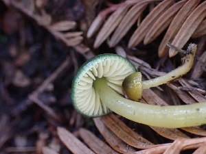  ( - HAY-F-001939)  @11 [ ] by-nc (2023) Sadie Hickey Fungal Diversity Survey