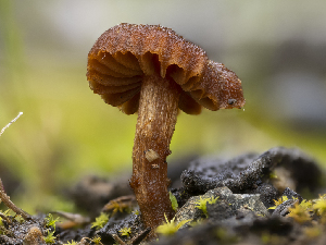  ( - HAY-F-002122)  @11 [ ] by-nc (2023) Stu Pickell Fungal Diversity Survey