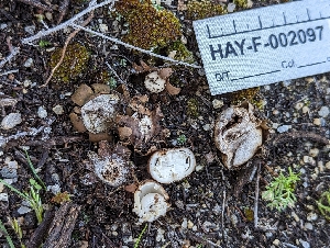  ( - HAY-F-002097)  @11 [ ] by-nc (2023) Stu Pickell Fungal Diversity Survey