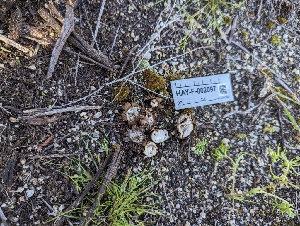  (Geastrum sp. CA03 - HAY-F-002097)  @11 [ ] by-nc (2023) Stu Pickell Fungal Diversity Survey