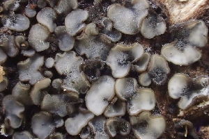  ( - HAY-F-002800)  @11 [ ] by-nc (2023) Damon Tighe Fungal Diversity Survey