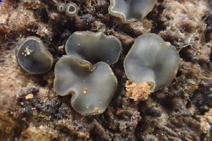  ( - HAY-F-002800)  @11 [ ] by-nc (2023) Damon Tighe Fungal Diversity Survey