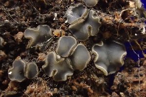  ( - HAY-F-002800)  @11 [ ] by-nc (2023) Damon Tighe Fungal Diversity Survey