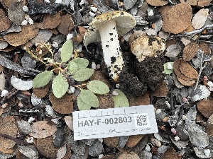  ( - HAY-F-002803)  @11 [ ] by-nc (2023) Damon Tighe Fungal Diversity Survey